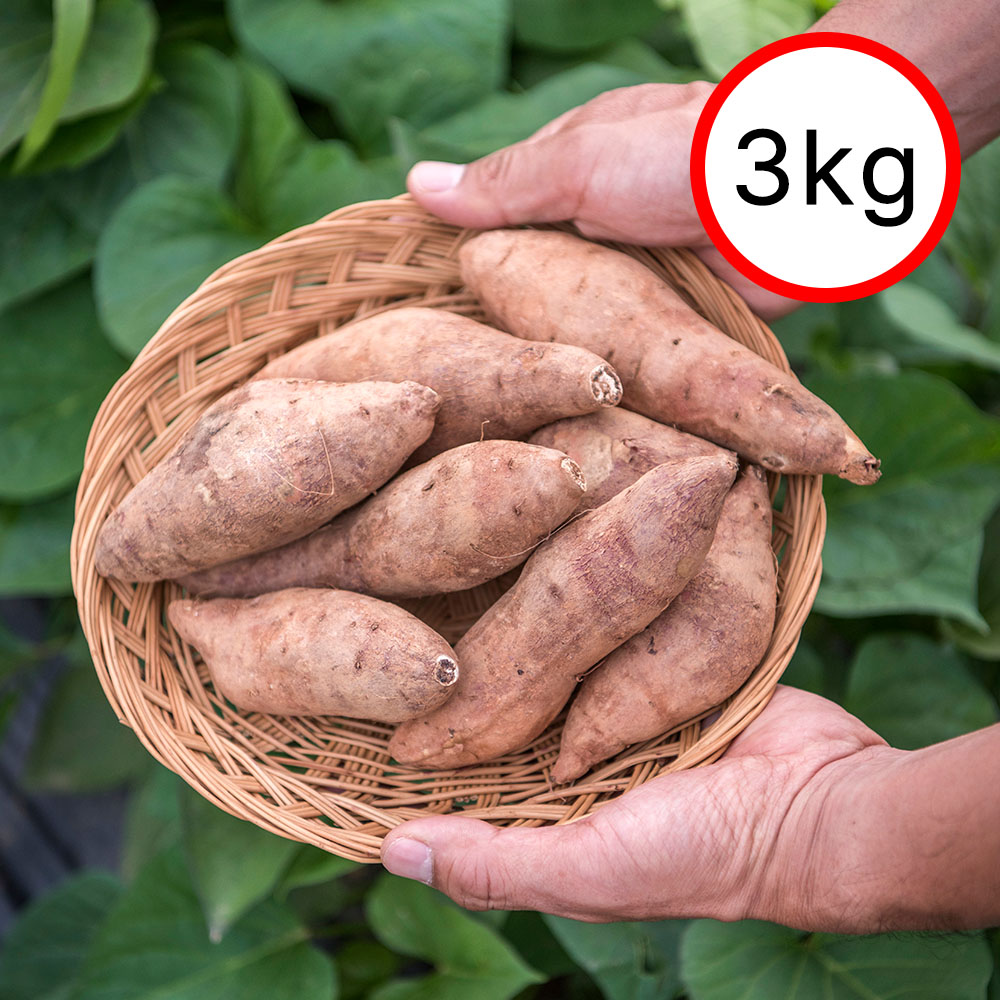 여주 꿀고구마 3kg(특,상) 개당 100g ~ 250g